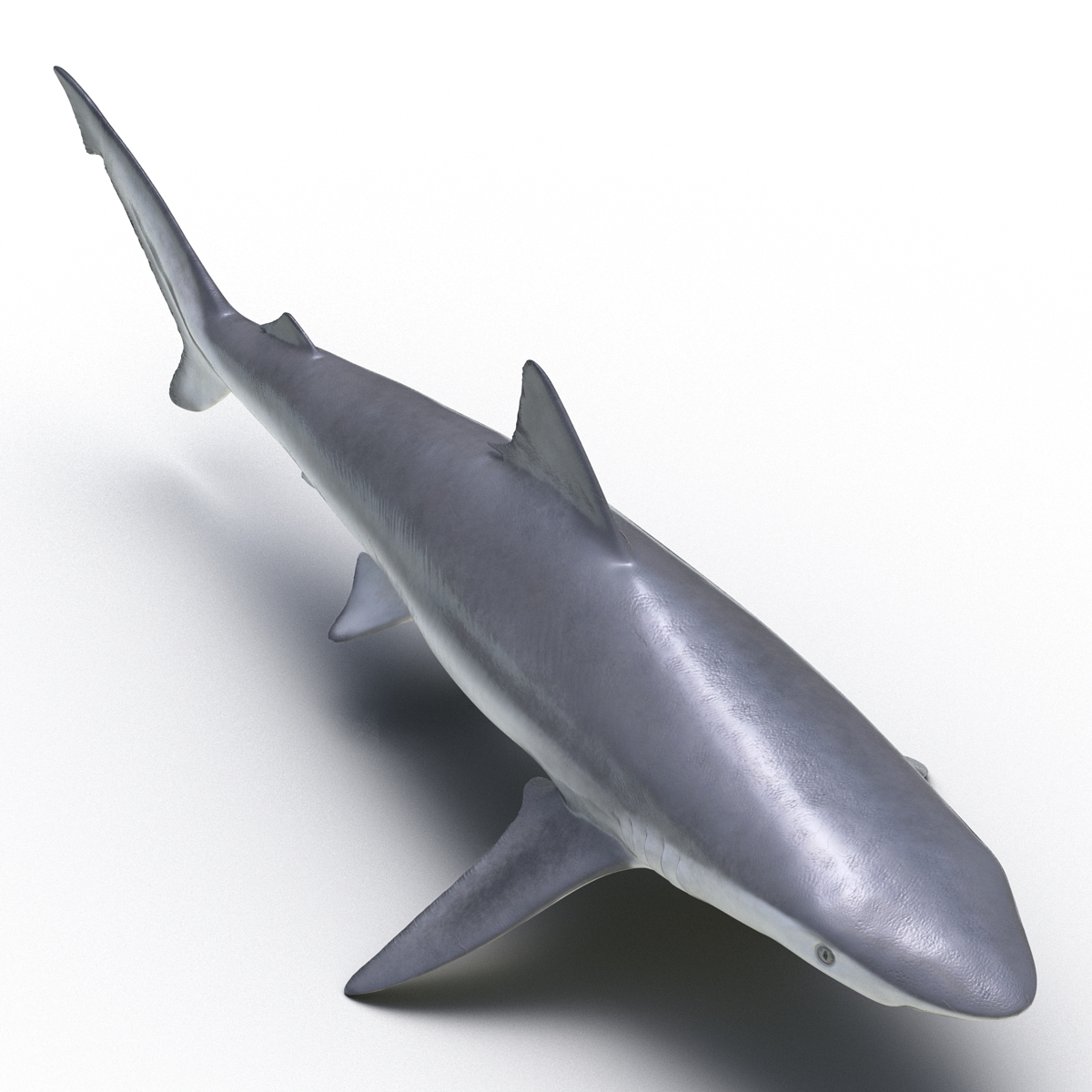 3D model Smalltail Shark