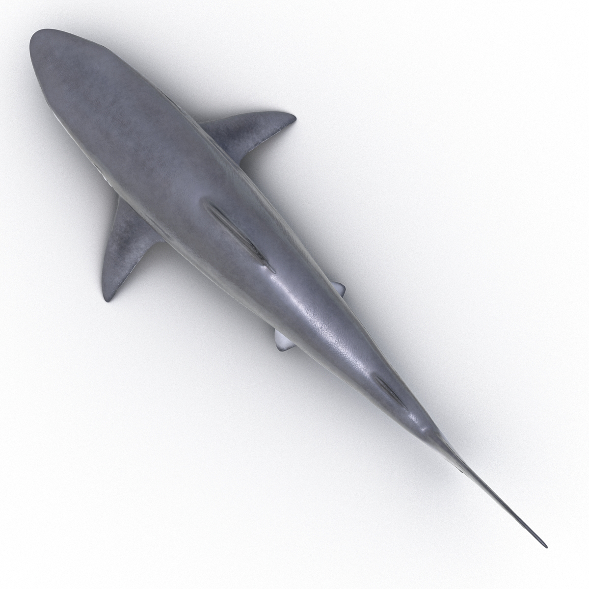 3D model Smalltail Shark