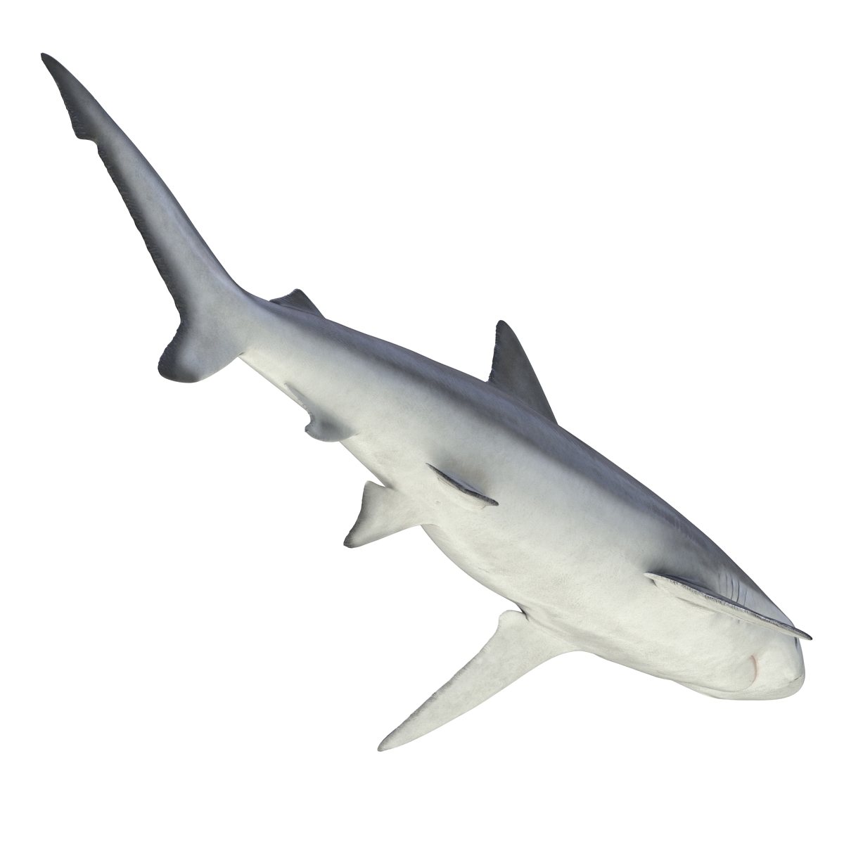 3D model Smalltail Shark