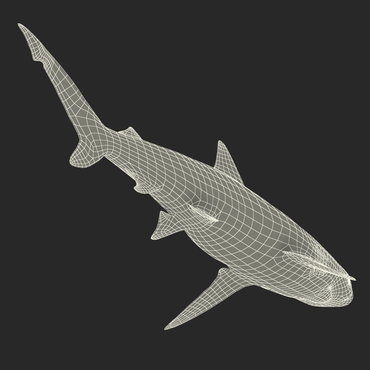 3D model Smalltail Shark