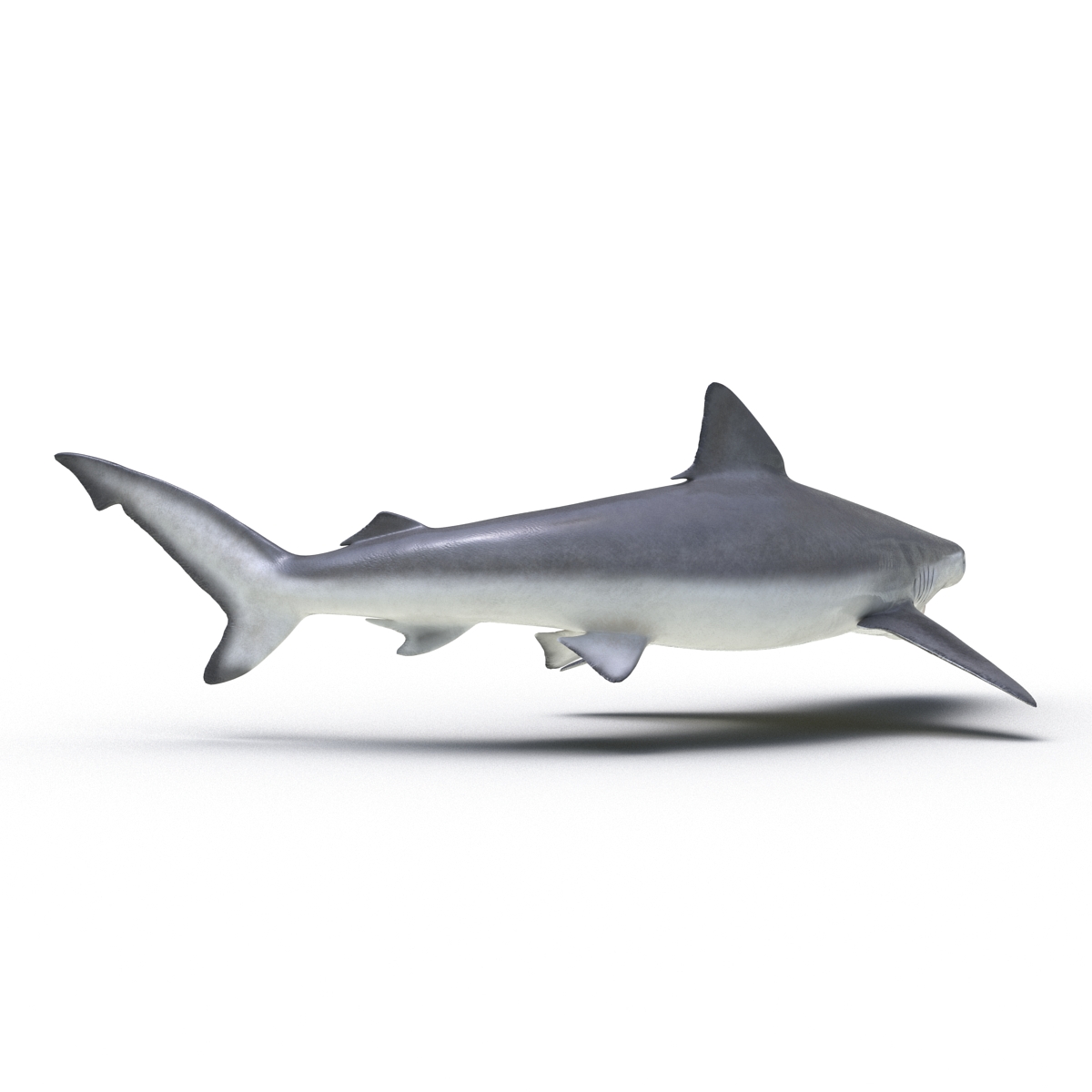 Smalltail Shark Pose 2 3D