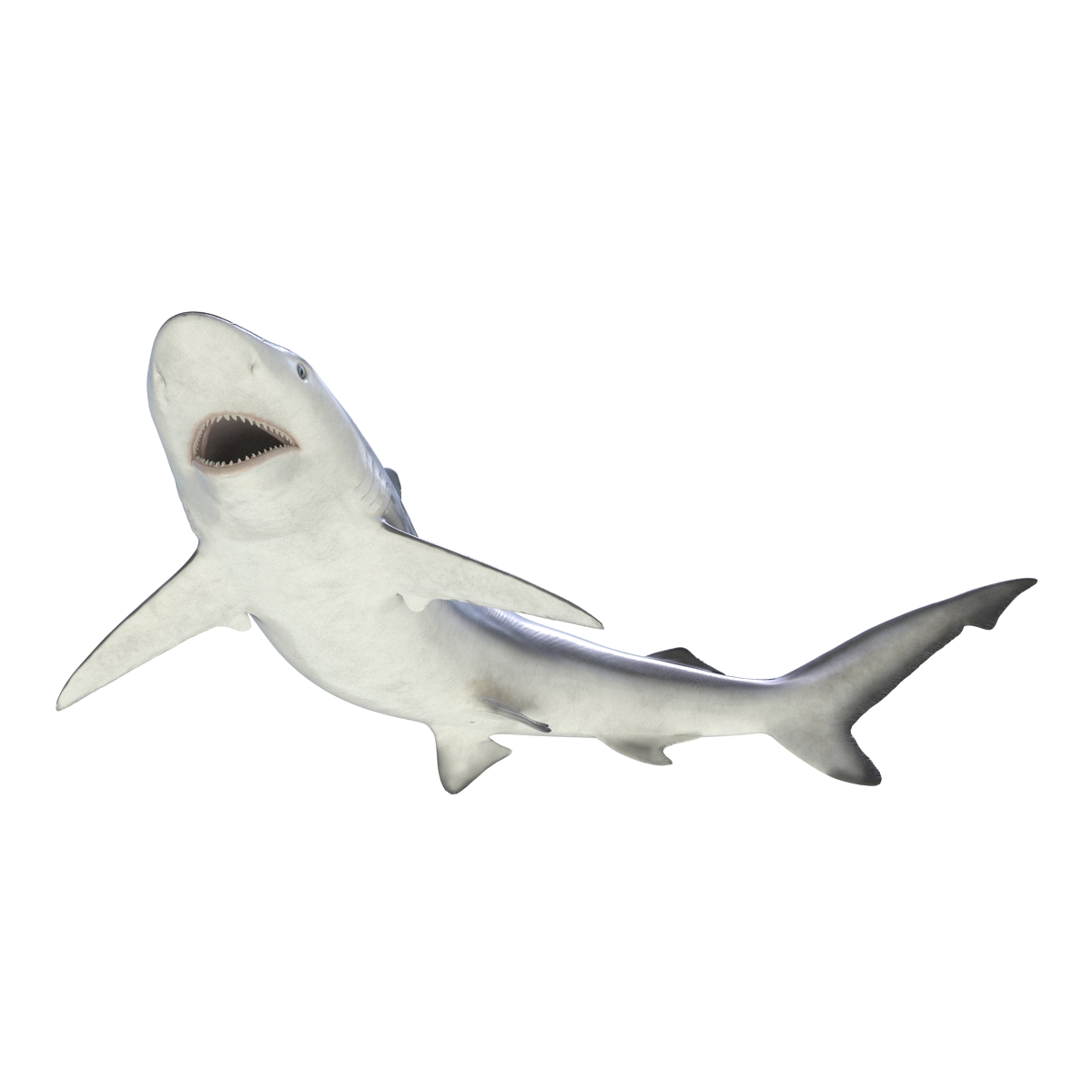 Smalltail Shark Pose 2 3D