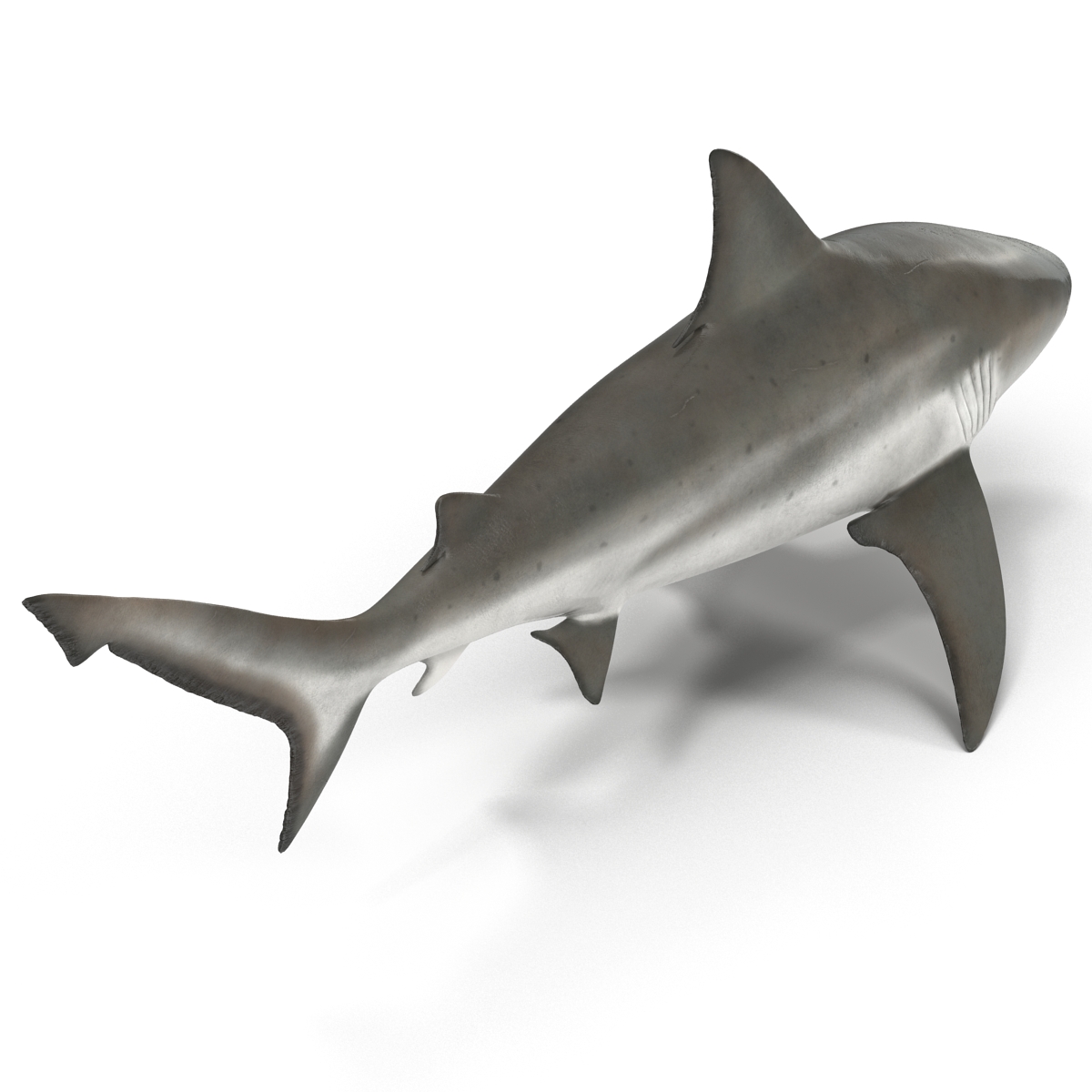 3D model Bull Shark