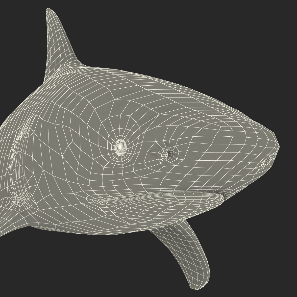 3D model Bull Shark