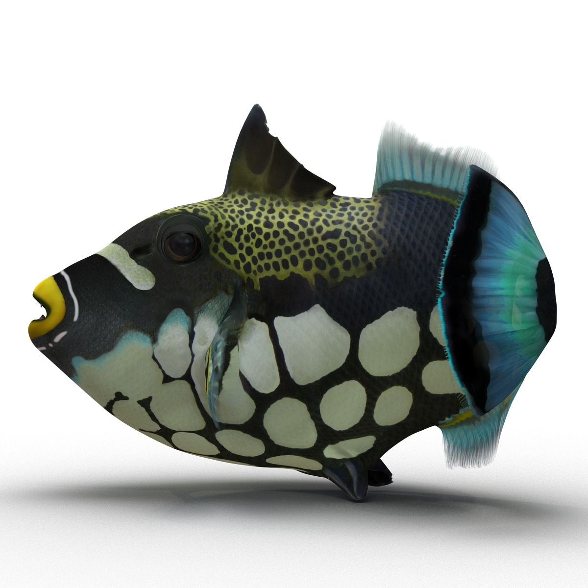 3D model Clown Trigger Fish Rigged