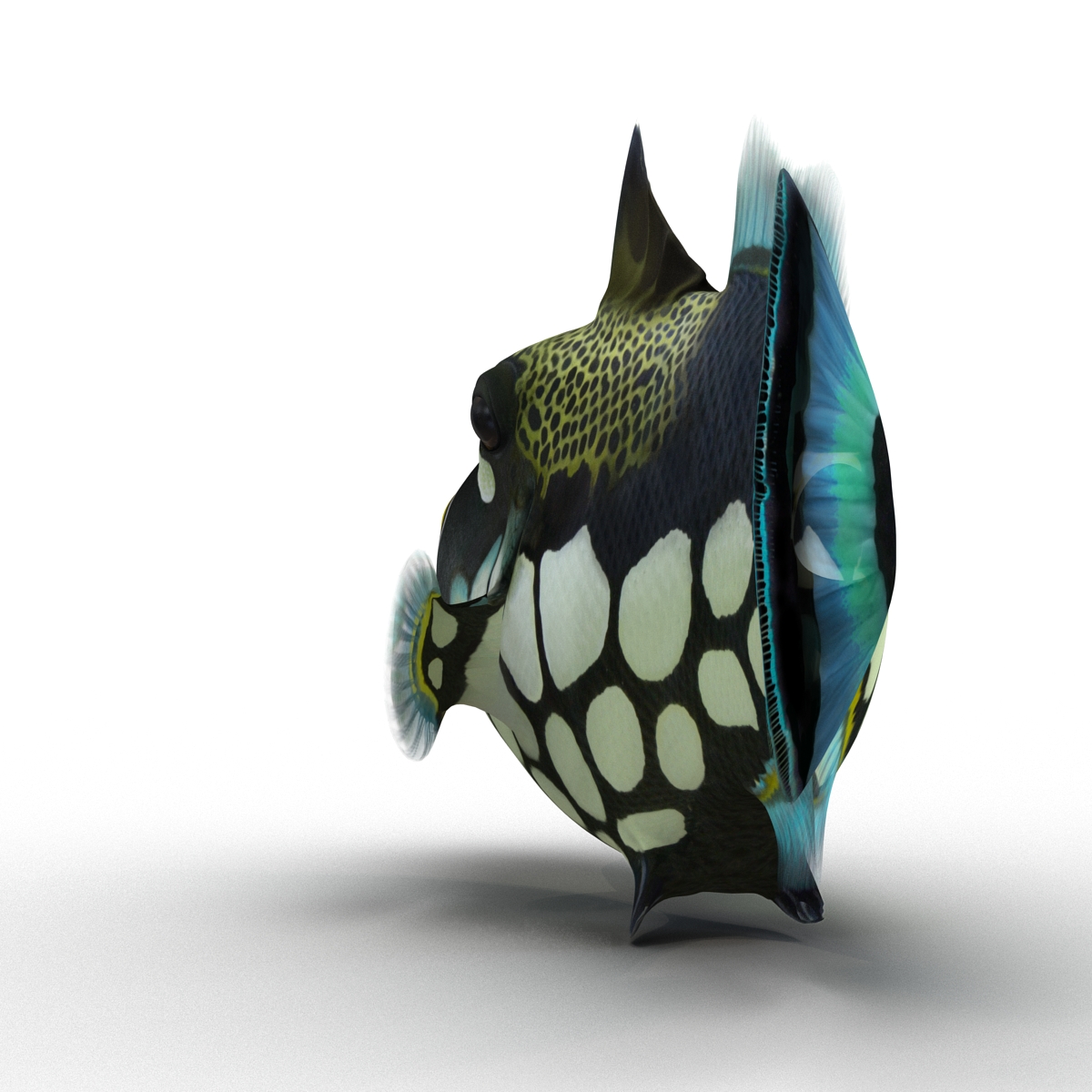 3D model Clown Trigger Fish Rigged