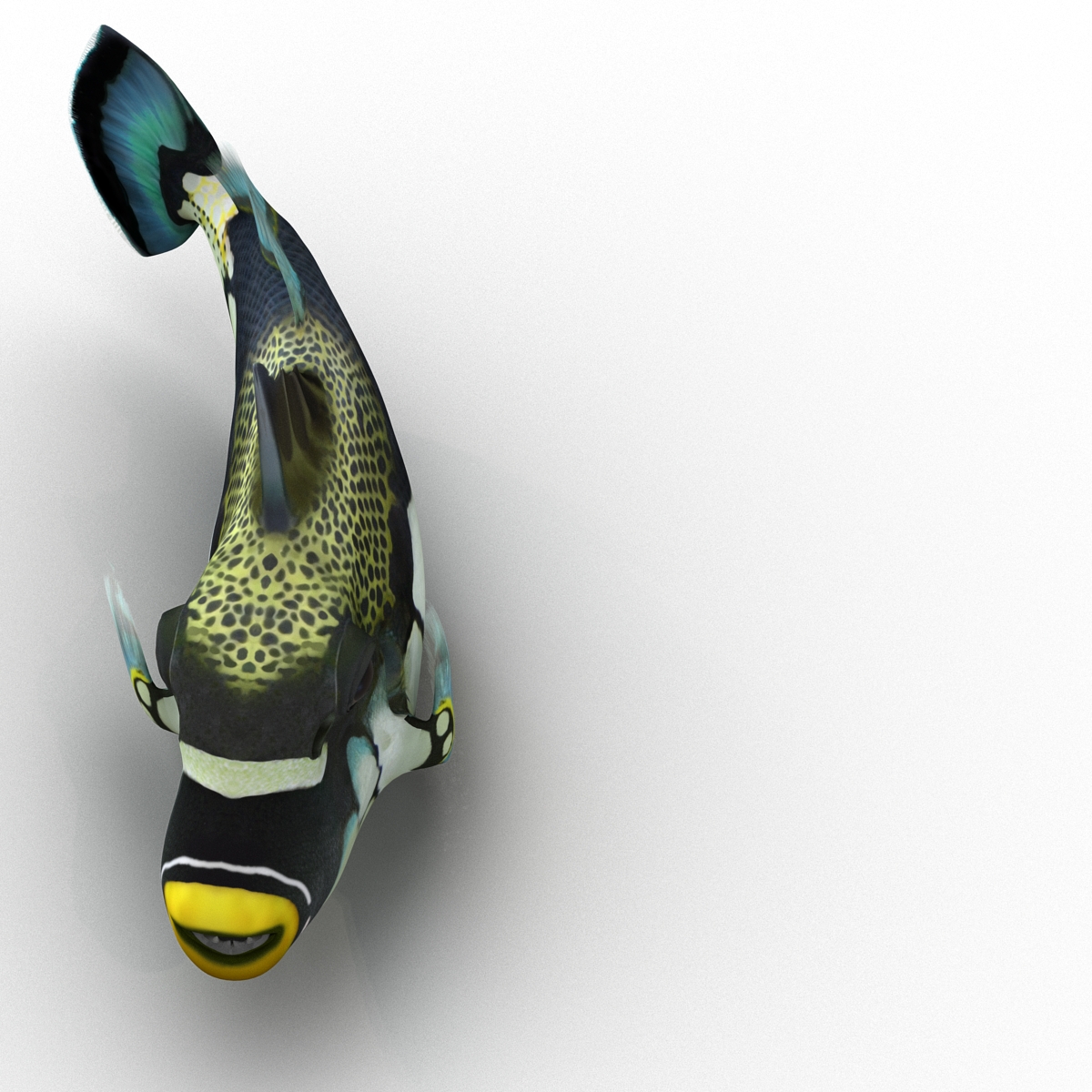 3D model Clown Trigger Fish Rigged