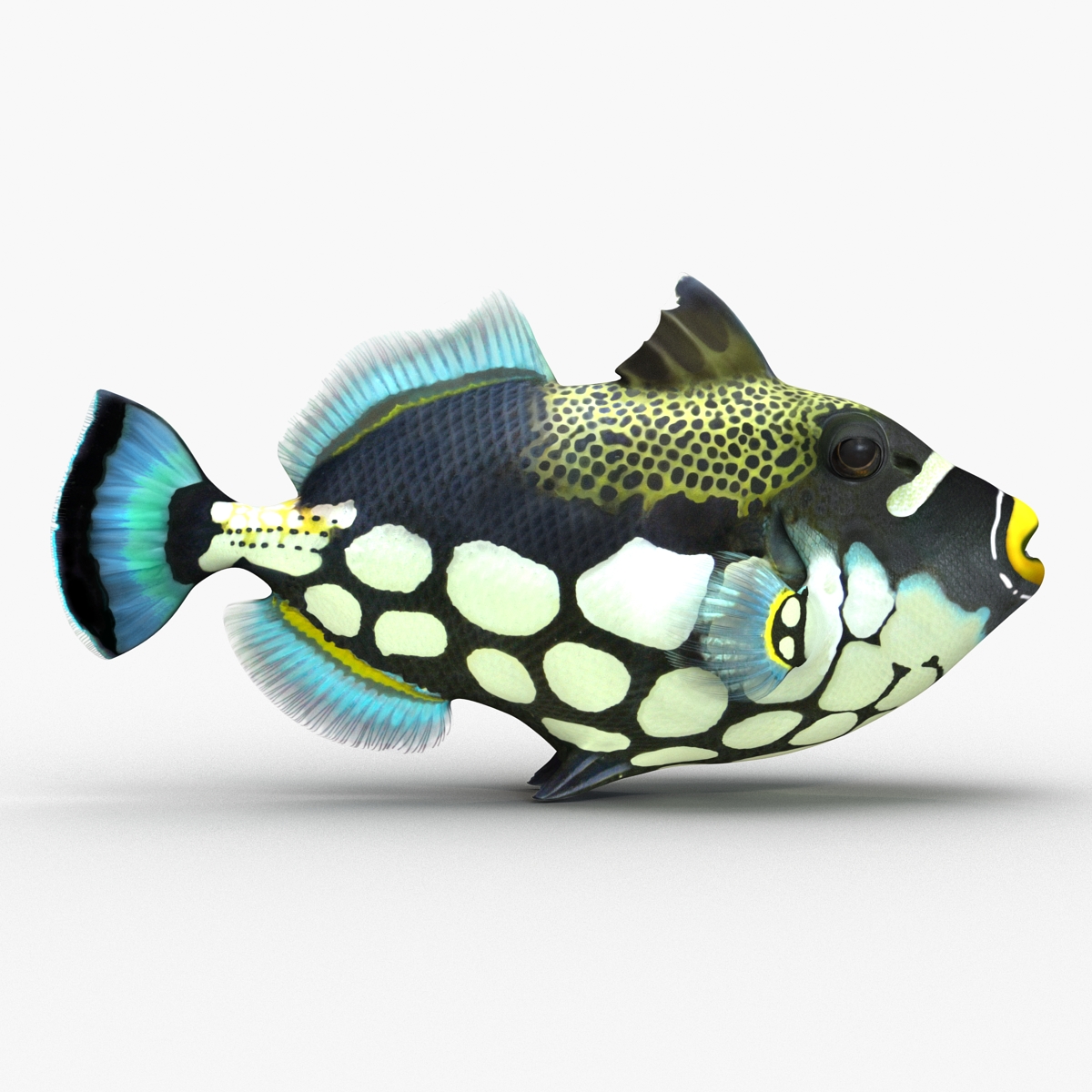 3D model Clown Trigger Fish Rigged