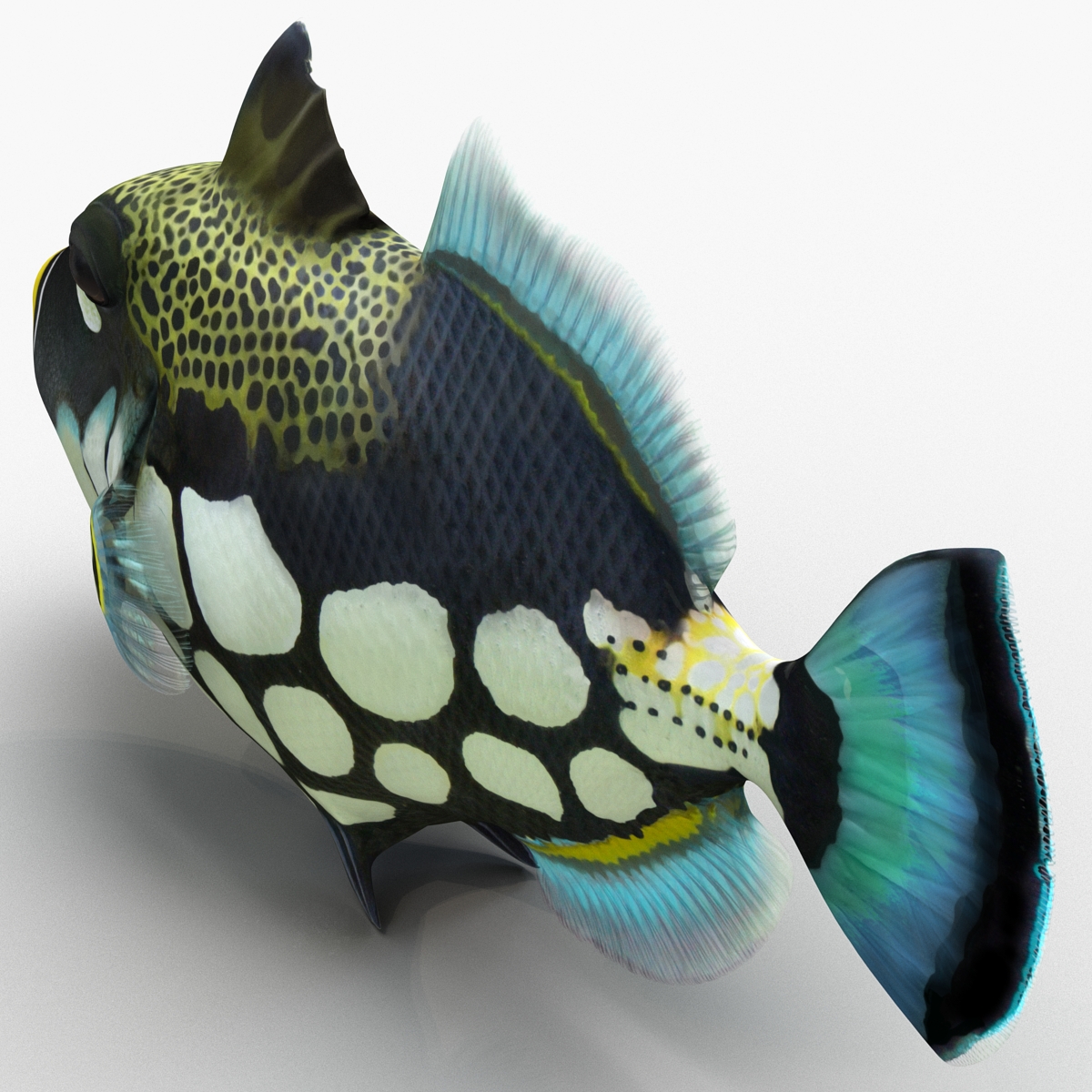 3D model Clown Trigger Fish Rigged