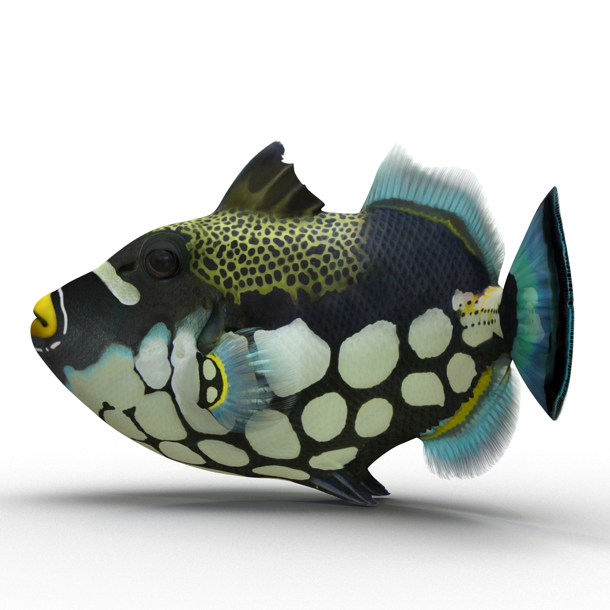 3D model Clown Trigger Fish Rigged