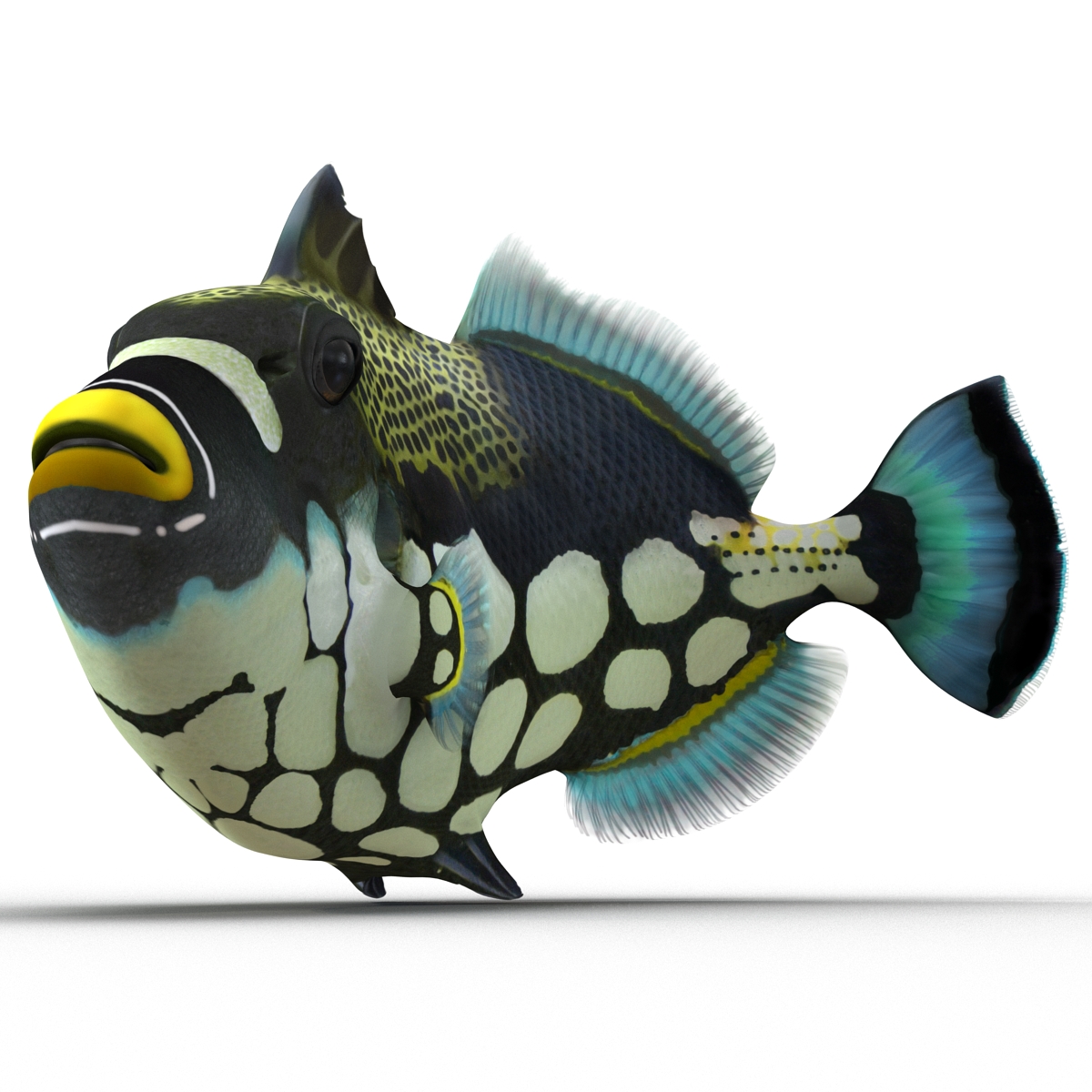 3D model Clown Trigger Fish Rigged