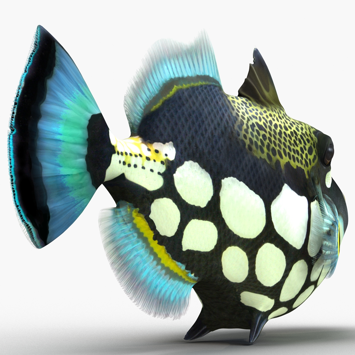 3D model Clown Trigger Fish Rigged