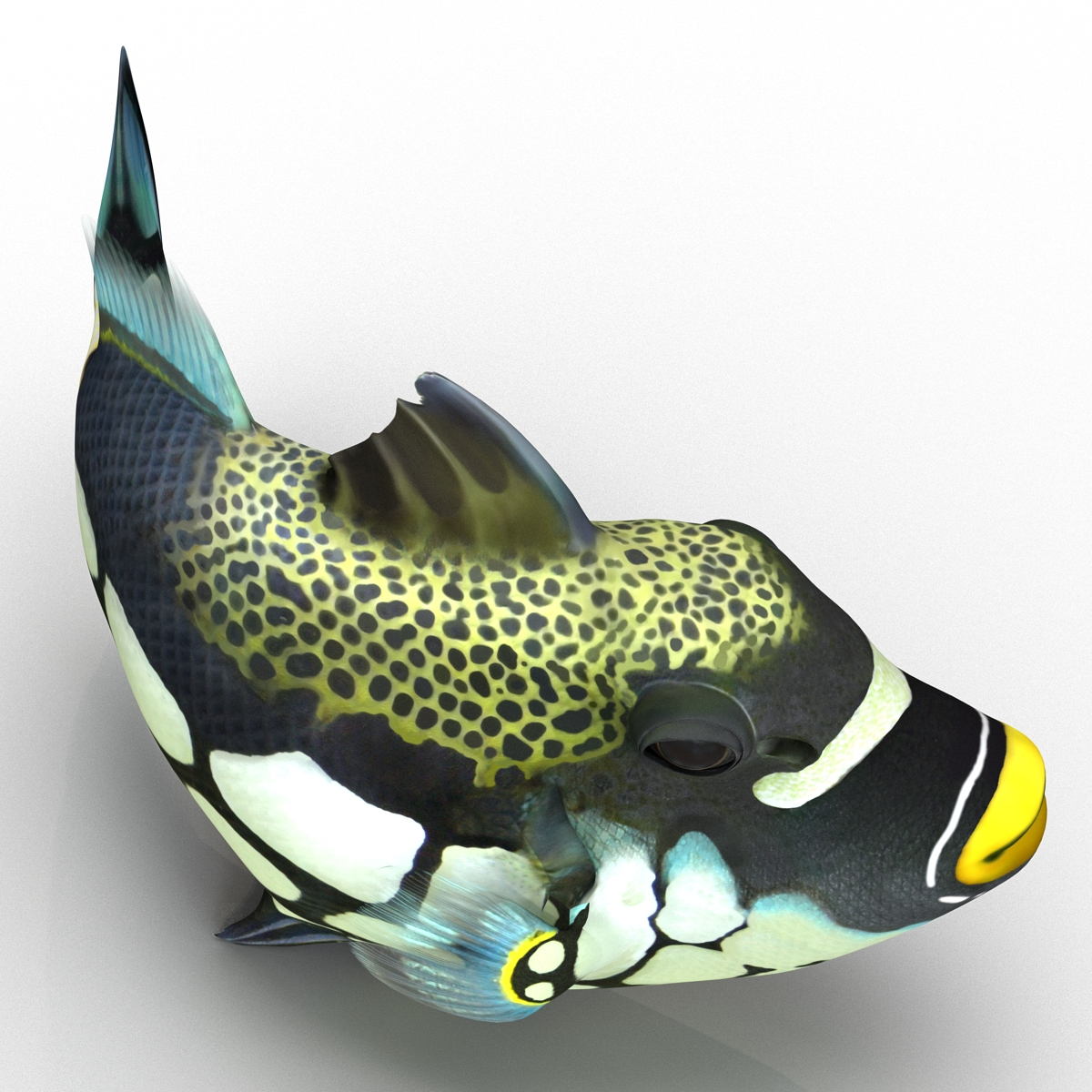 3D model Clown Trigger Fish Rigged