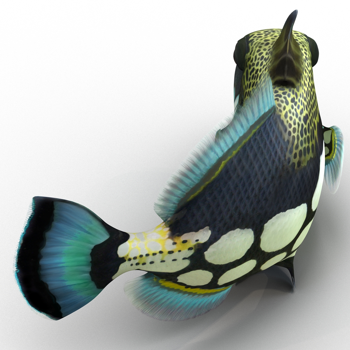 3D model Clown Trigger Fish Rigged