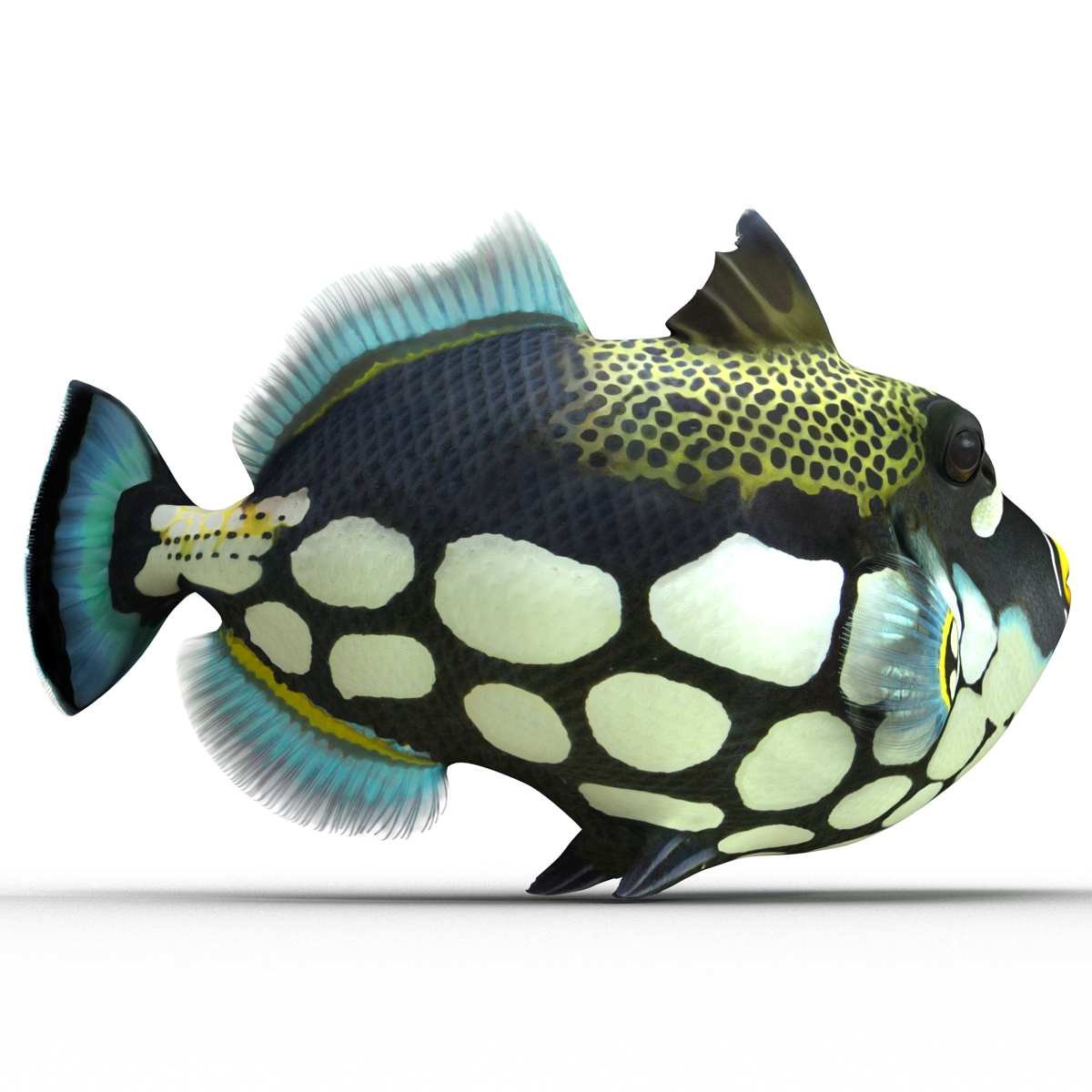 3D model Clown Trigger Fish Rigged