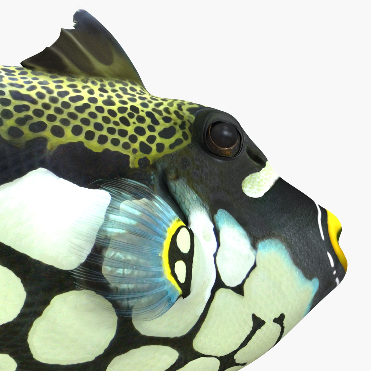 3D model Clown Trigger Fish Rigged