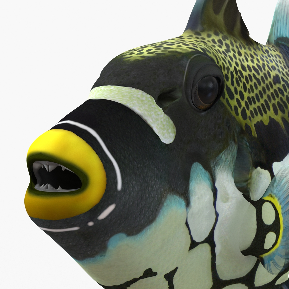 3D model Clown Trigger Fish Rigged