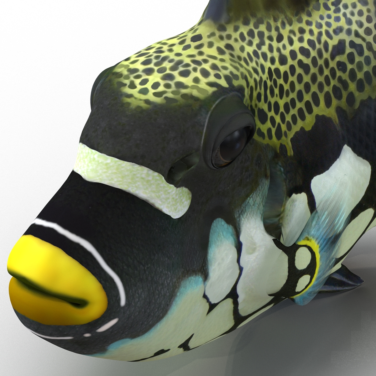 3D model Clown Trigger Fish Rigged