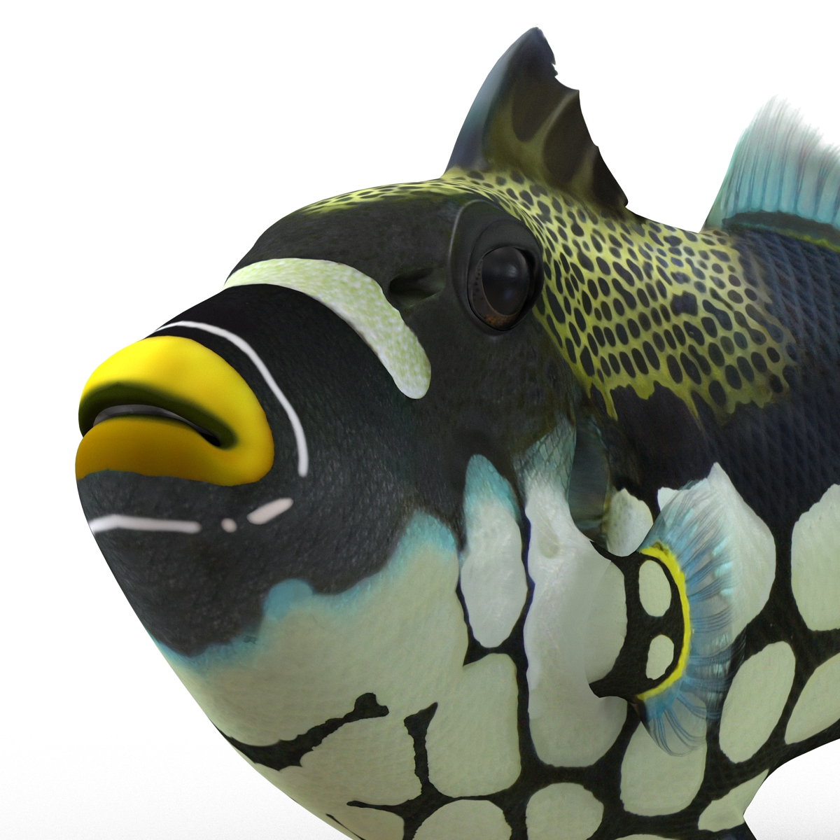 3D model Clown Trigger Fish Rigged