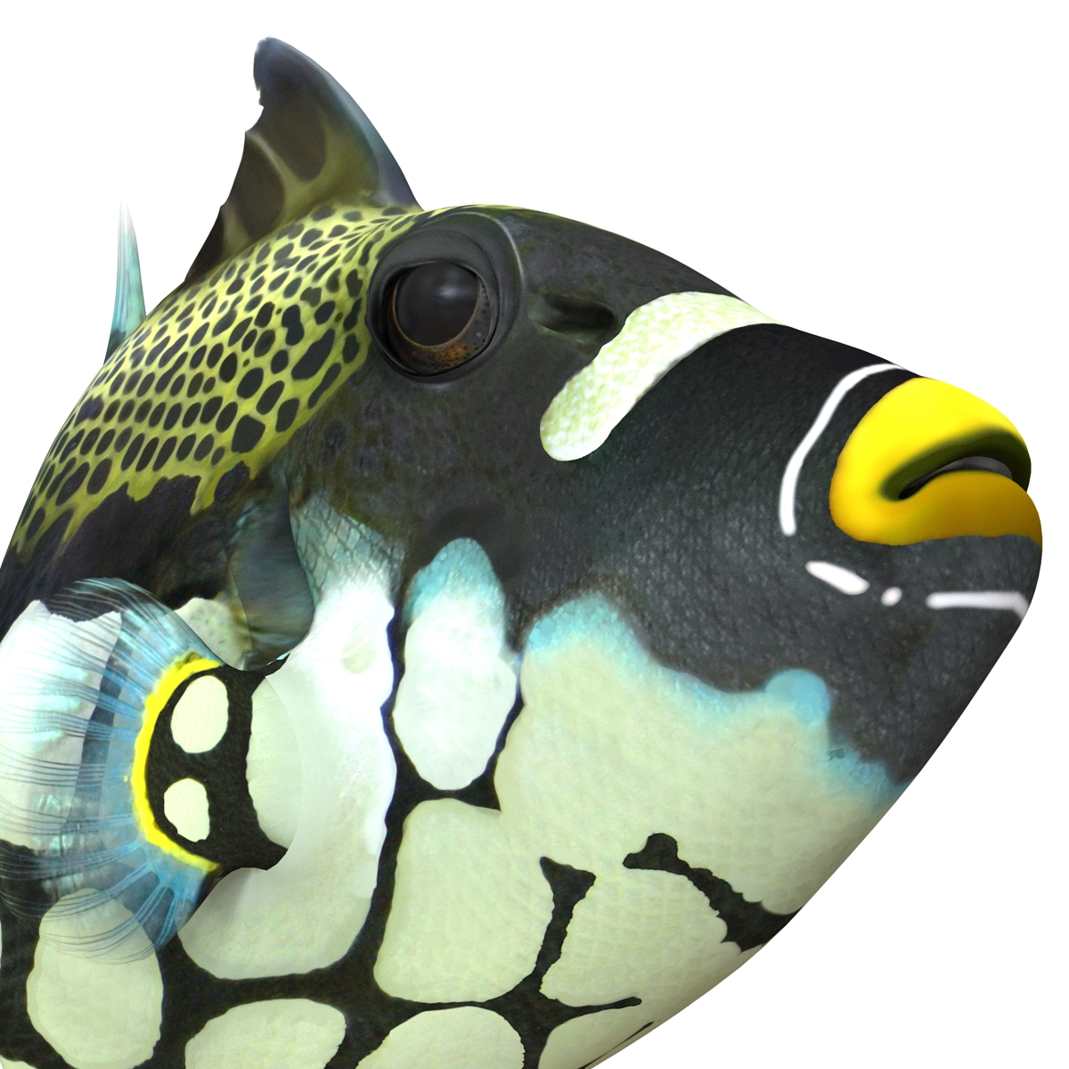 3D model Clown Trigger Fish Rigged