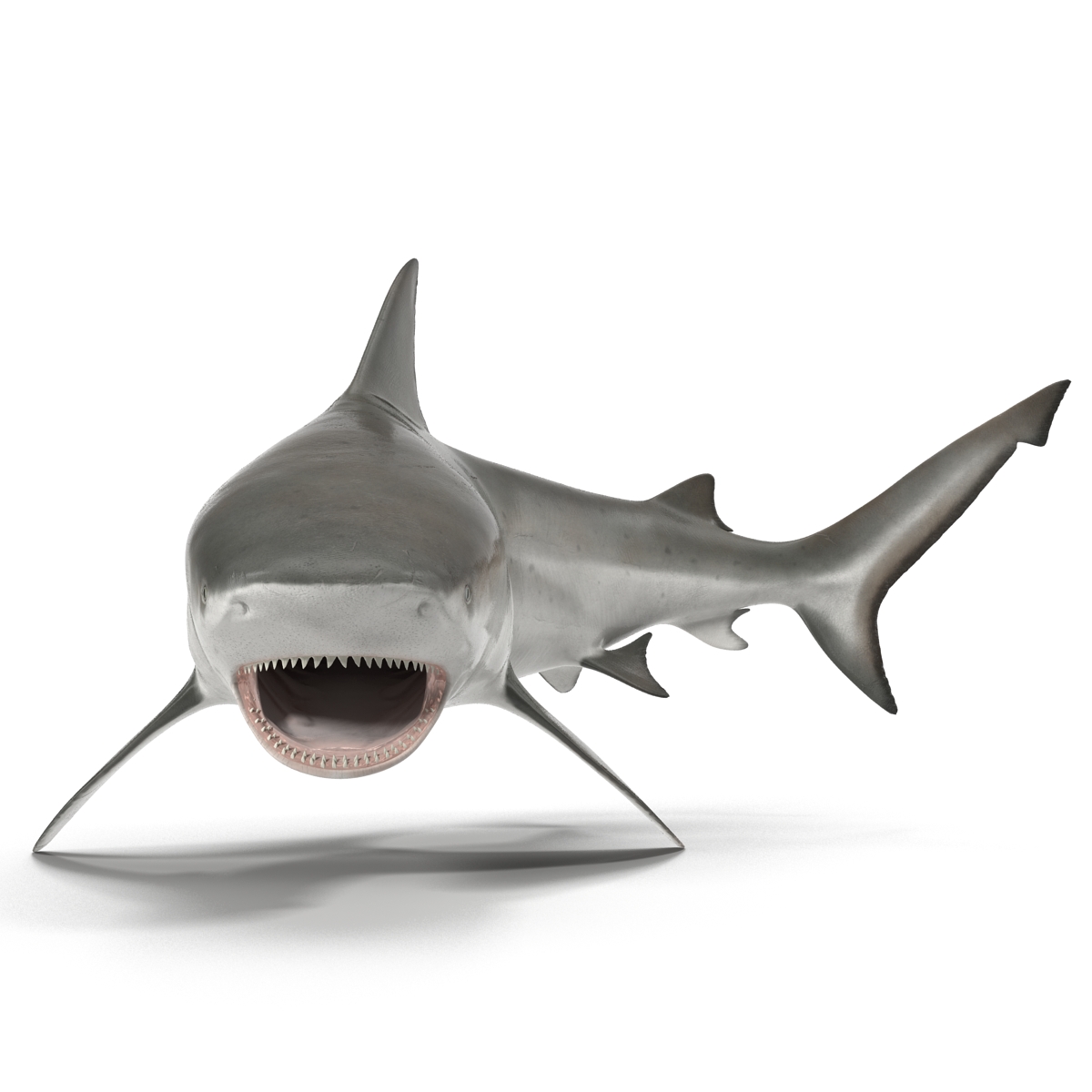 Bull Shark Pose 2 3D