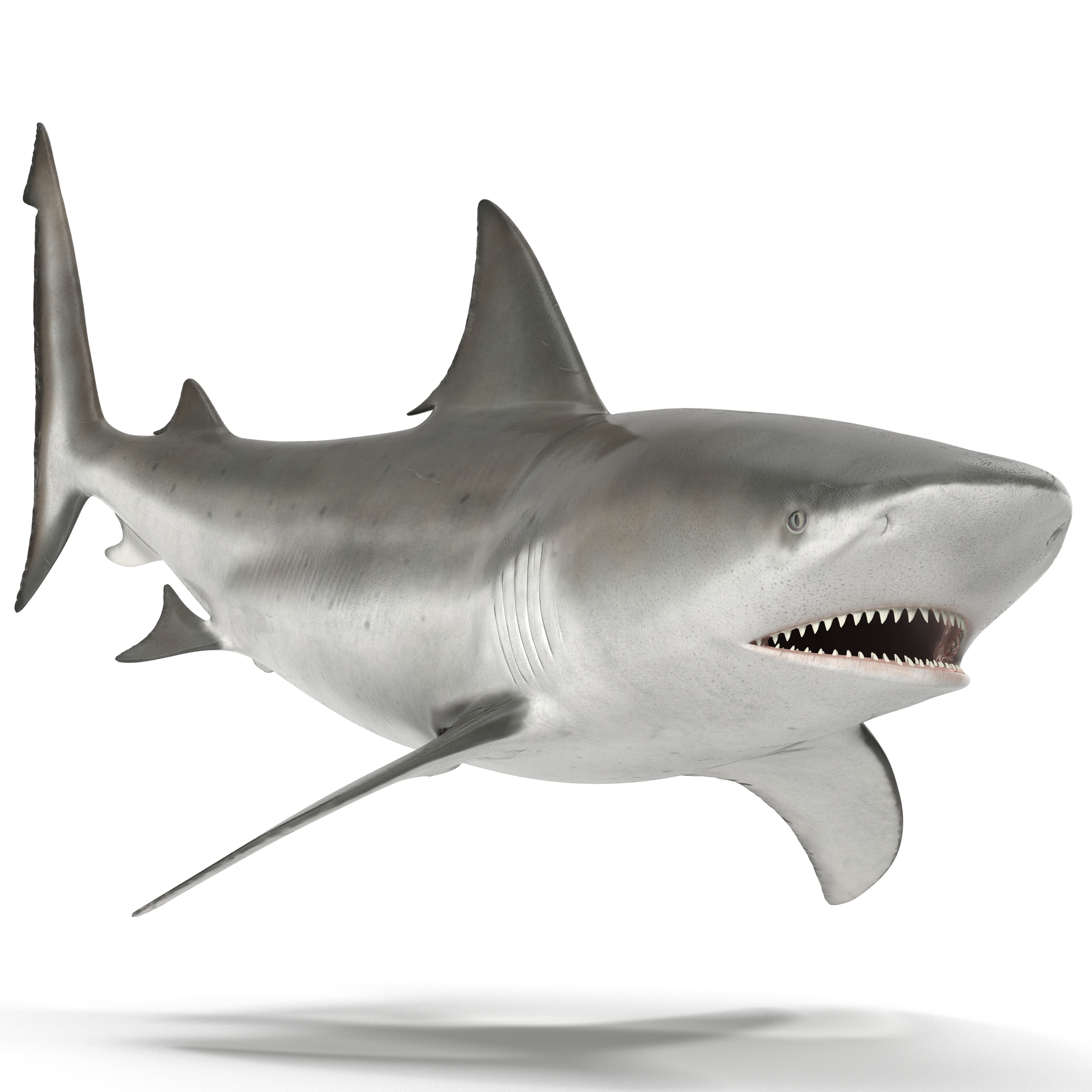 Bull Shark Rigged 3D