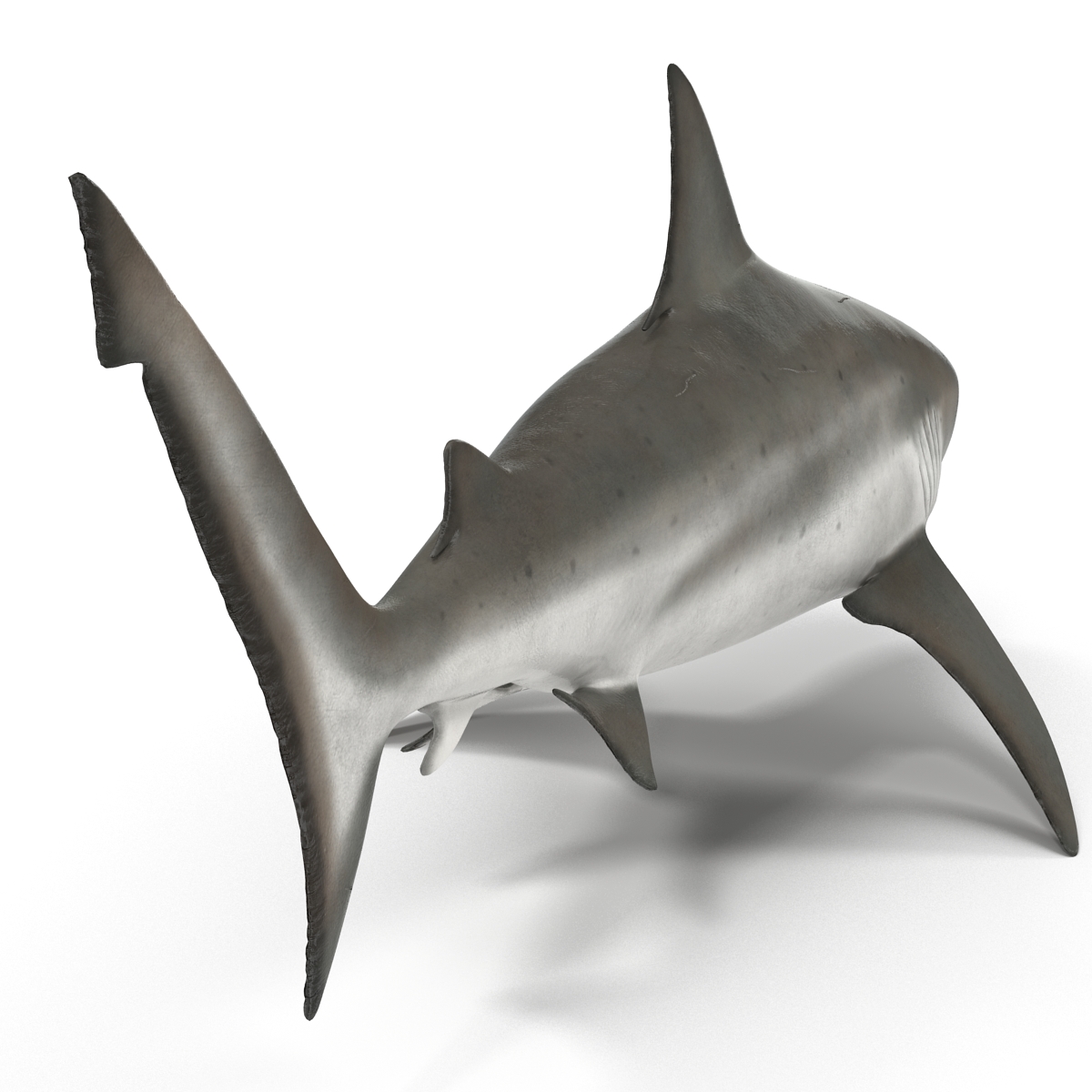 Bull Shark Rigged 3D