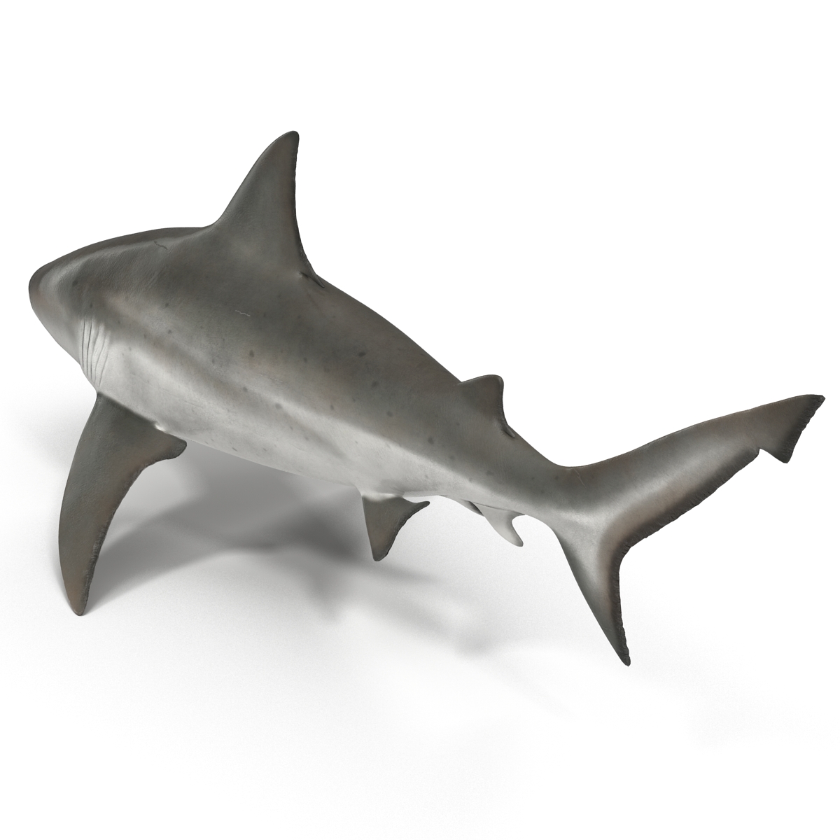 Bull Shark Rigged 3D