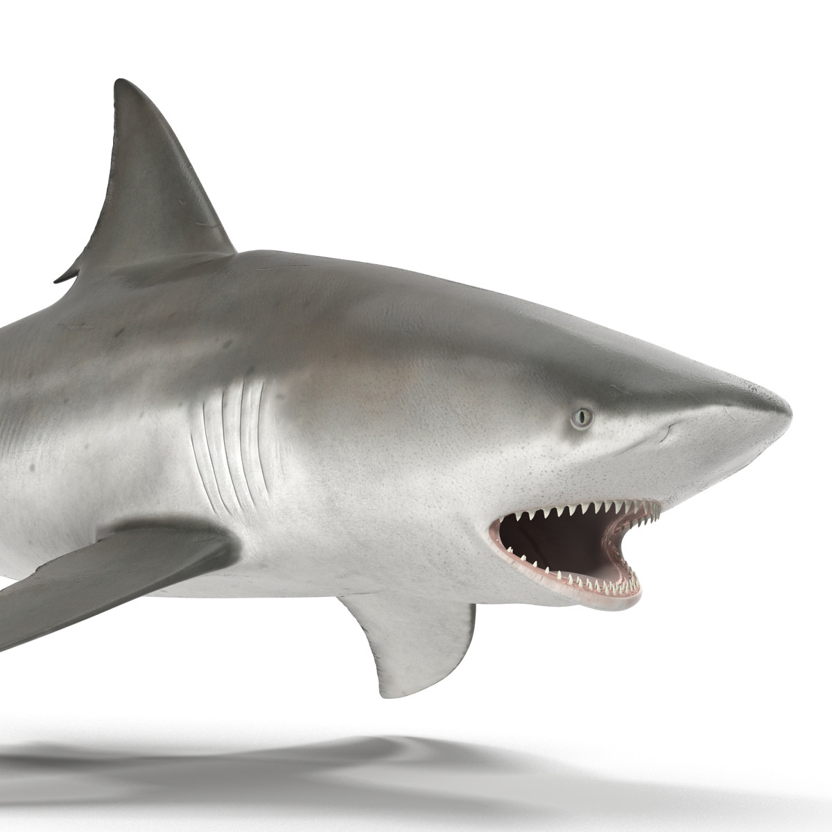 Bull Shark Rigged 3D