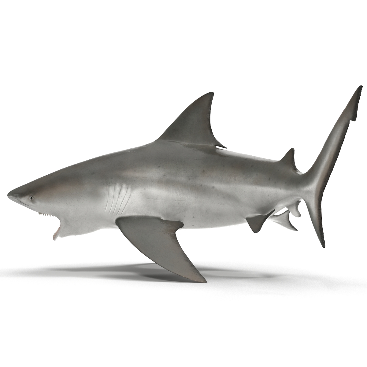 Bull Shark Rigged 3D