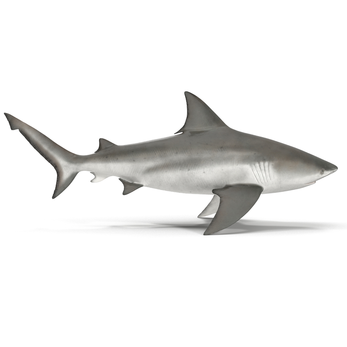 Bull Shark Rigged 3D