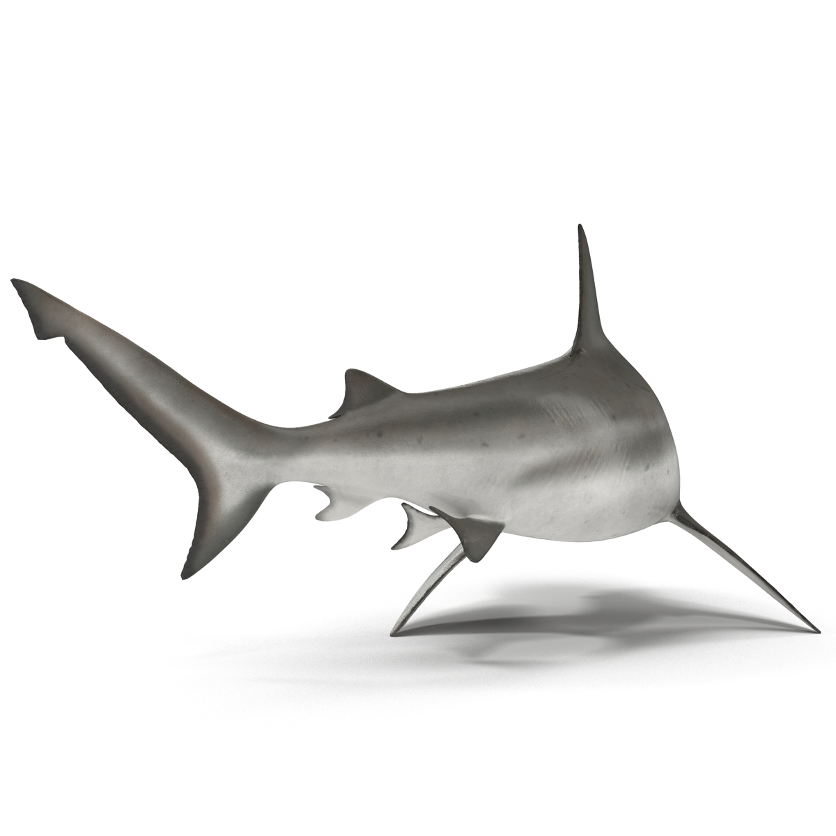 Bull Shark Rigged 3D