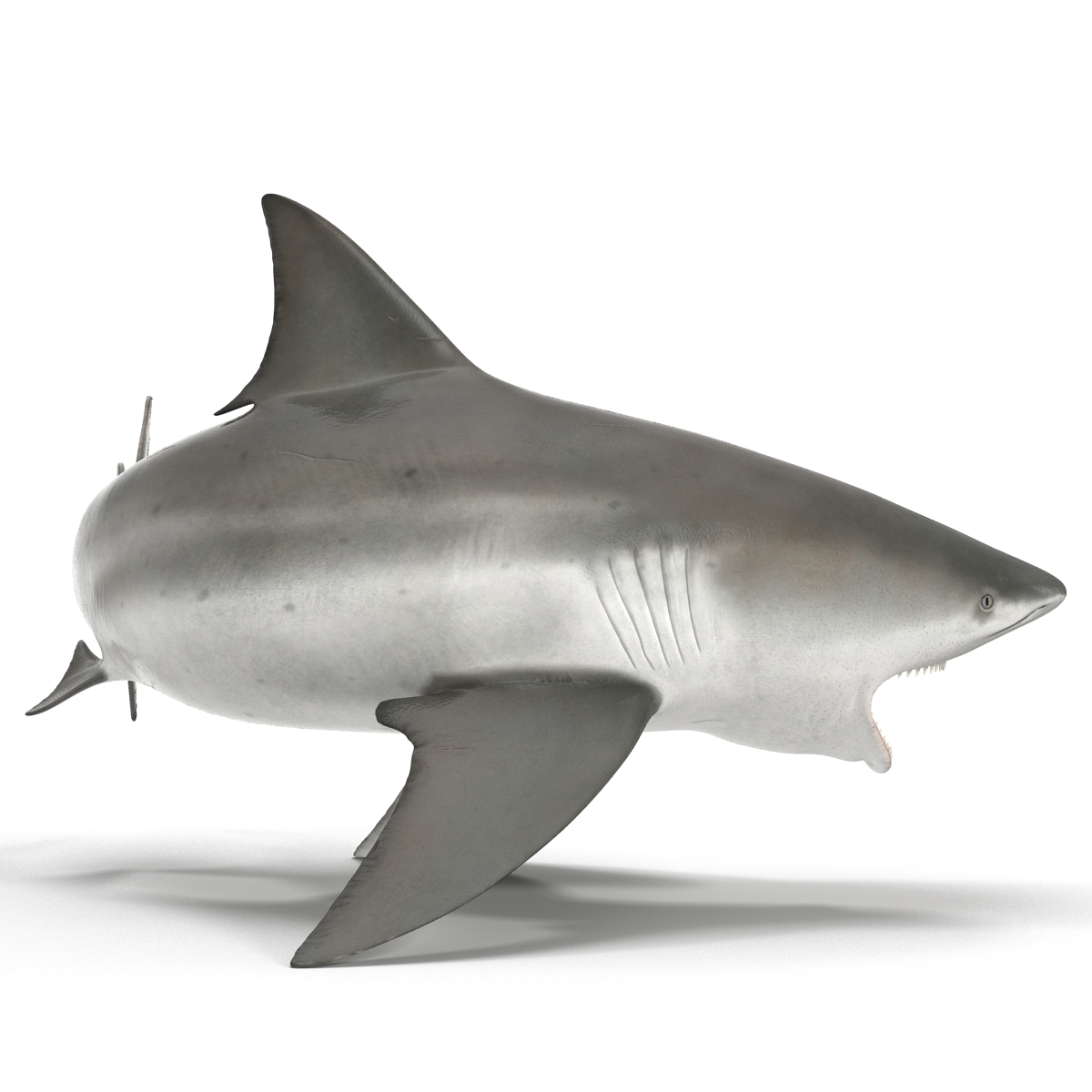 Bull Shark Rigged 3D