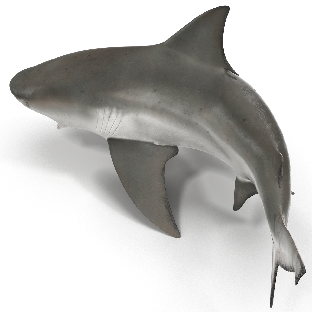 Bull Shark Rigged 3D