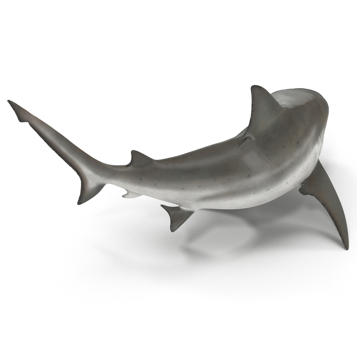 Bull Shark Rigged 3D