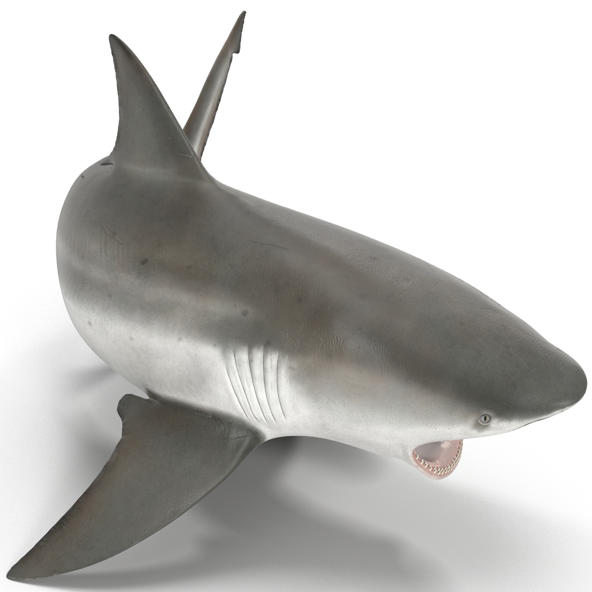 Bull Shark Rigged 3D