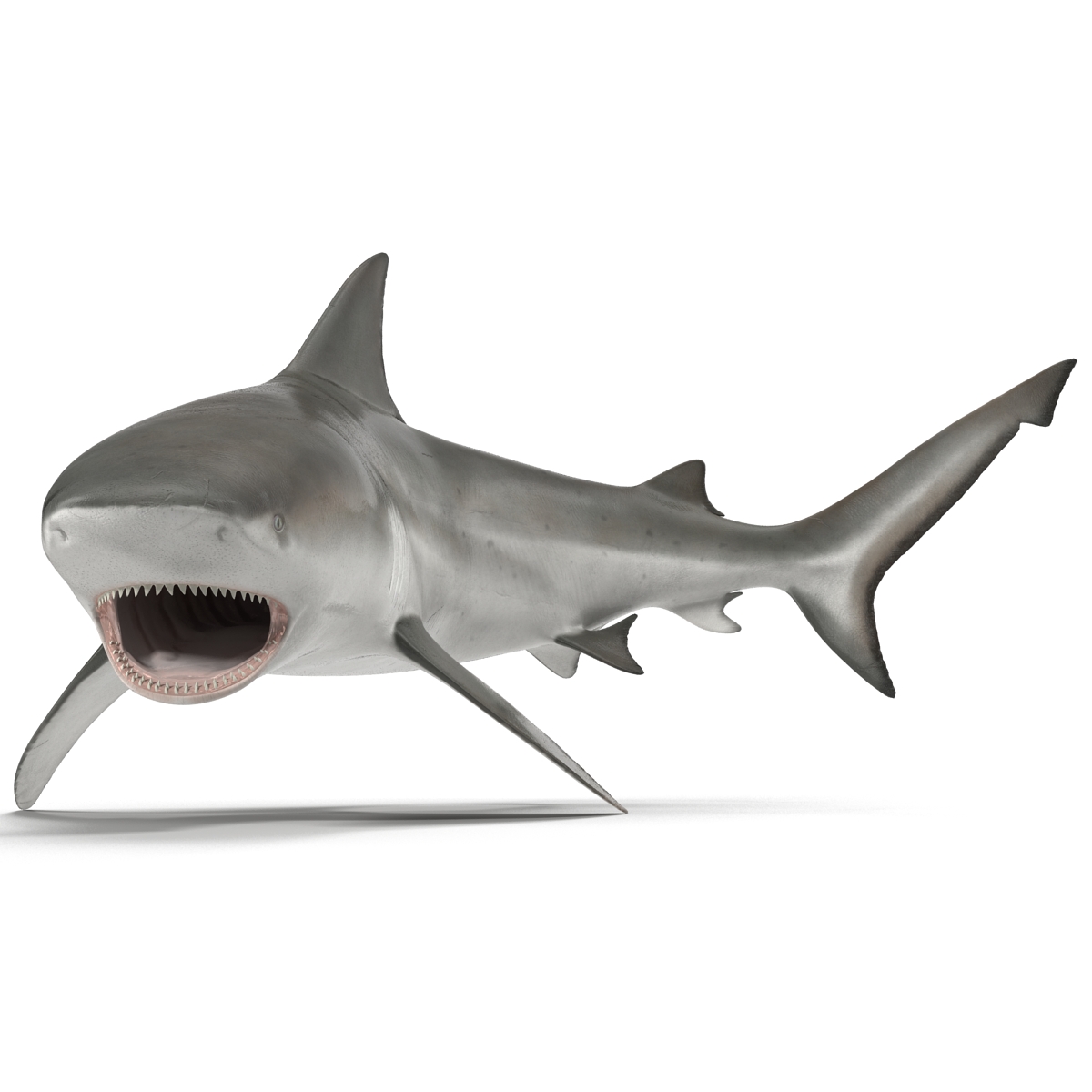 Bull Shark Rigged 3D