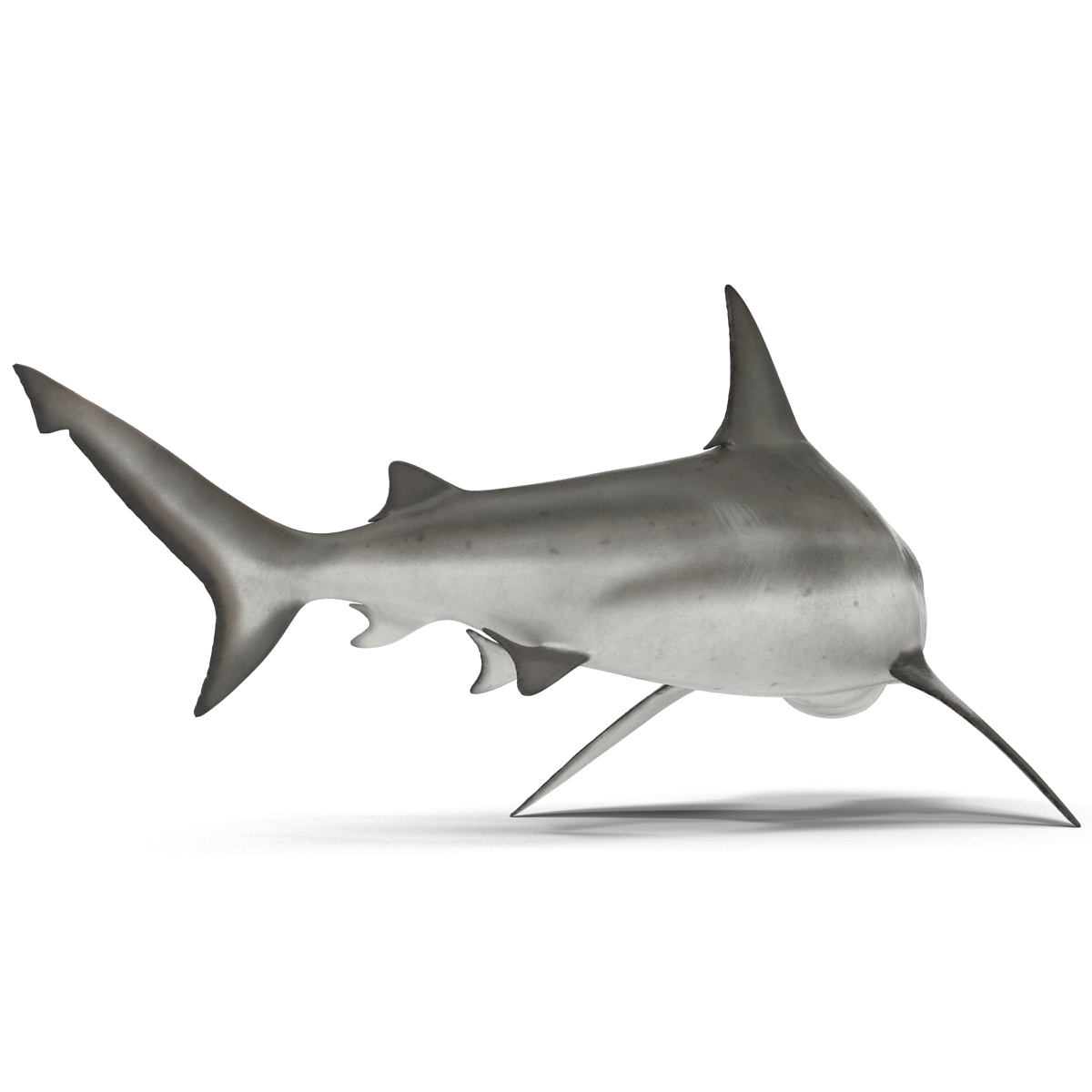 Bull Shark Rigged 3D