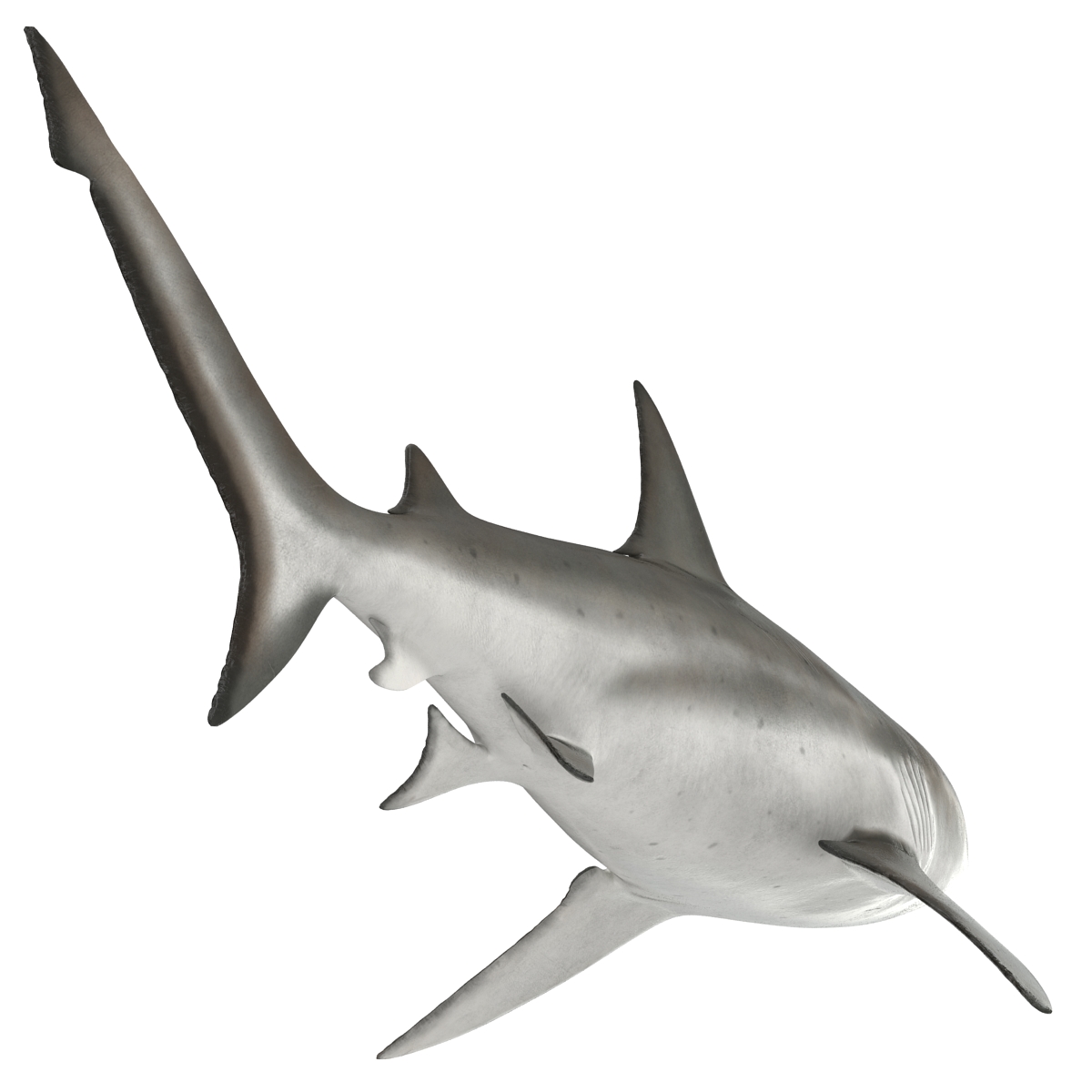 Bull Shark Rigged 3D