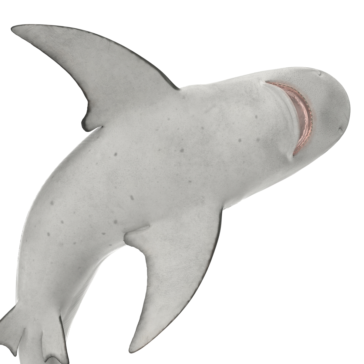 Bull Shark Rigged 3D