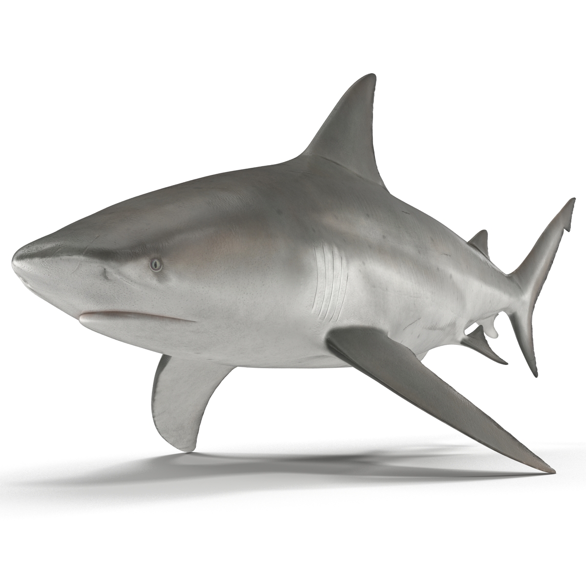 Bull Shark Rigged 3D