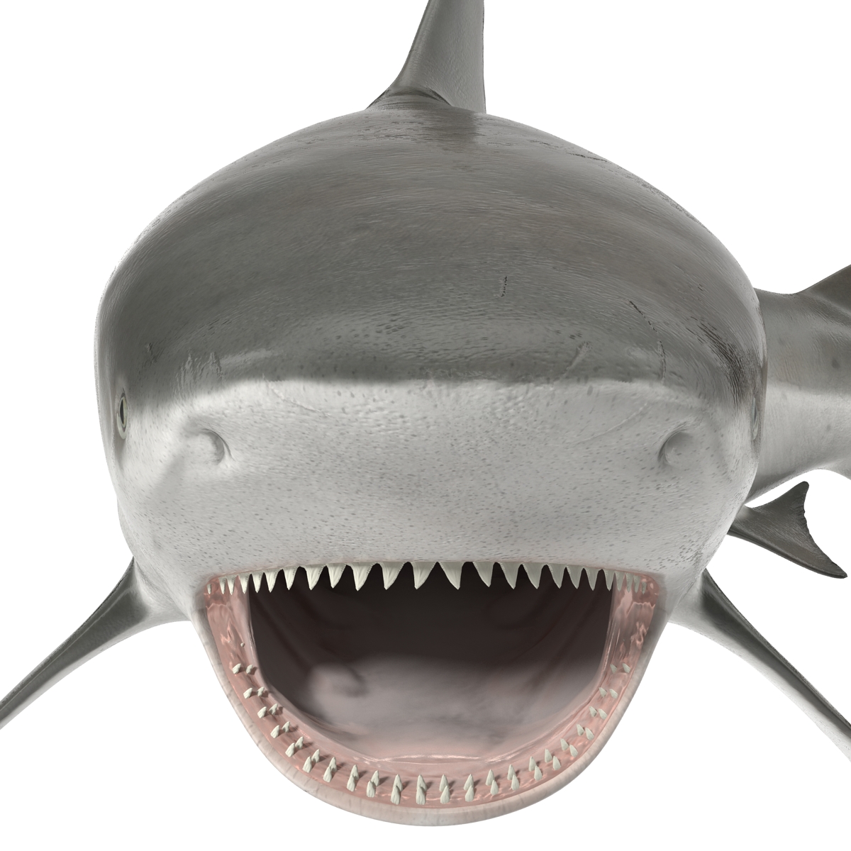 Bull Shark Rigged 3D