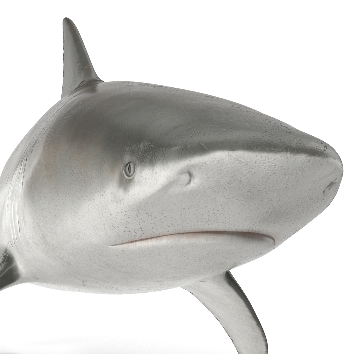 Bull Shark Rigged 3D