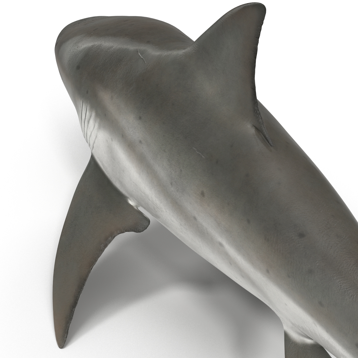 Bull Shark Rigged 3D