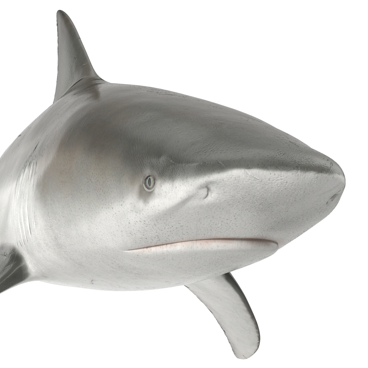 Bull Shark Rigged 3D