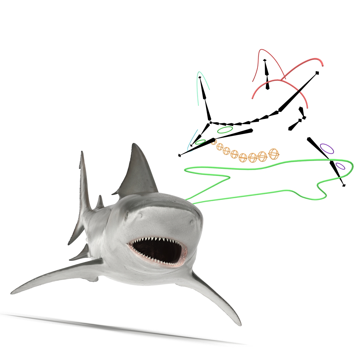 Bull Shark Rigged 3D