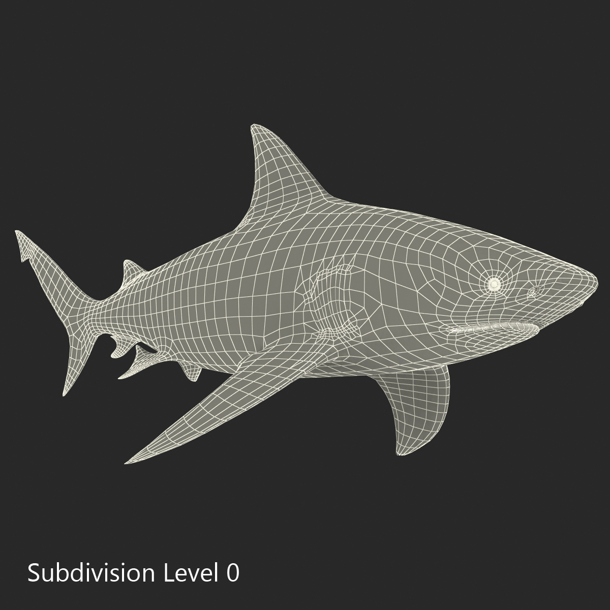 Bull Shark Rigged 3D