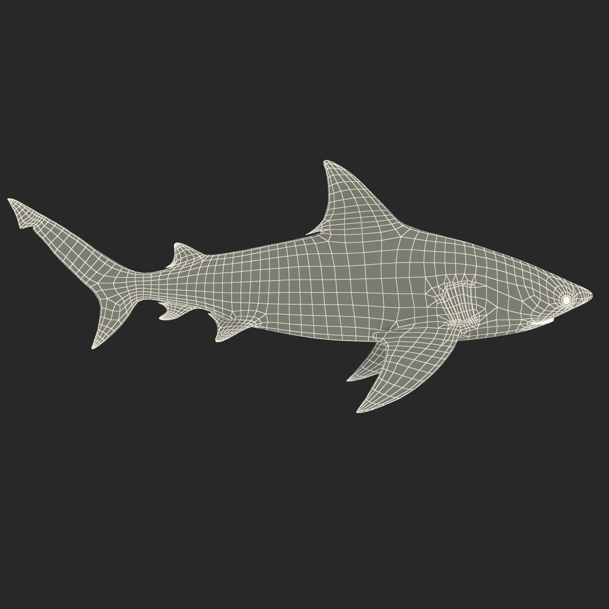 Bull Shark Rigged 3D