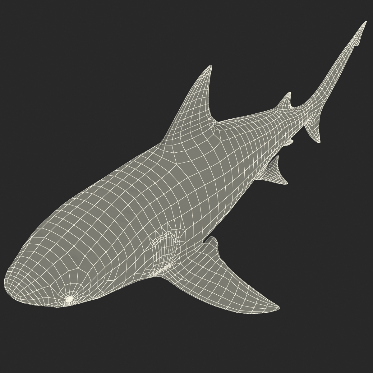 Bull Shark Rigged 3D