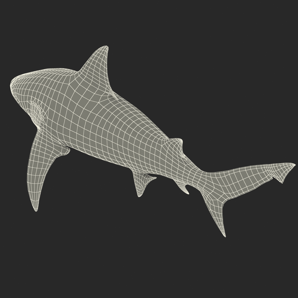 Bull Shark Rigged 3D